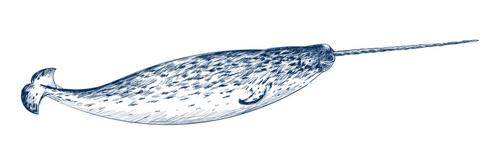 Png cute narwhal design element, transparent background © Rawpixel.com