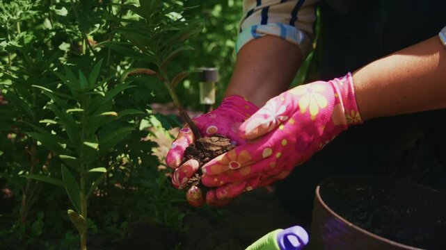 Hands plant small green seedling in garden soil. Pink gloves with floral pattern protect fingers during gardening. Garden bed shows fresh soil and planted green shoots