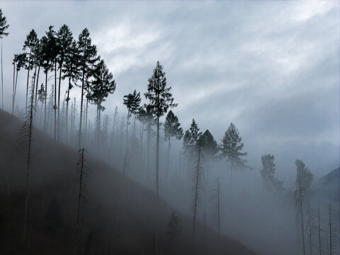 Aerial view of a misty forest on a mountain slope with tall coniferous trees emerging from thick fog under a cloudy sky in San Martin de Tor, Trentino-Alto Adige, Italy.