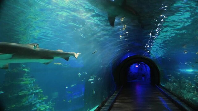A panoramic underwater tunnel in an oceanarium featuring sharks, including the sand tiger shark (Carcharias taurus).