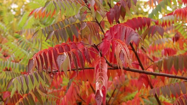 Bright autumn leaves close up. Picturesque autumn background. Autumn sumac tree with colorful leaves. Rhus typhina. Aesthetic natural content. Contrast between green and bright red leaves