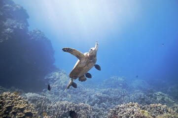 Green sea turtle swimming over a coral reef near Hawaii © willtu