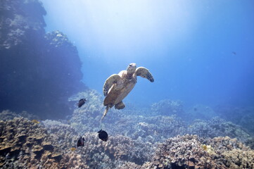 Green sea turtle swimming over a coral reef near Hawaii © willtu