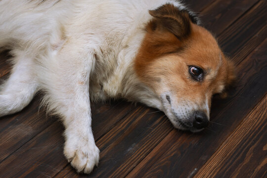Mixed breed ginger and white dog lying resting on dark wooden floor. Domestic pet health care, animal welfare, veterinary medicine, adoption shelter and sad homeless dog concept.