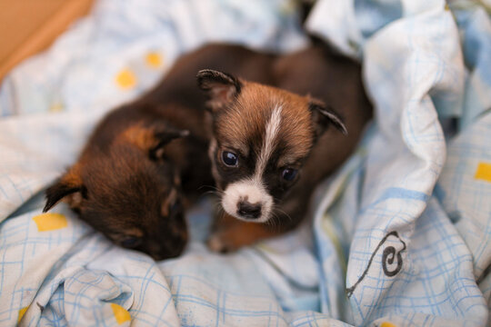 Two adorable small breed puppies rest peacefully together inside a cardboard box lined with a soft blue blanket, creating a cozy, heartwarming scene of comfort, companionship, and innocence.
