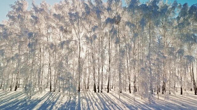 Sunlight breaks through frosted birch trees. Snow blankets branches, glowing in golden light. Long shadows stretch across quiet, icy forest floor. Bright, crisp winter morning radiates peace