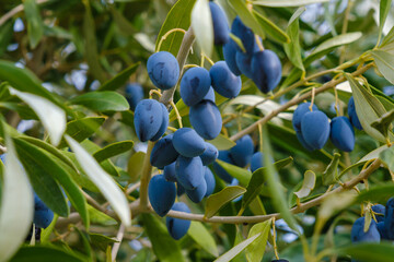 Fototapeta premium Olive fruit on tree, Naxos, Greece