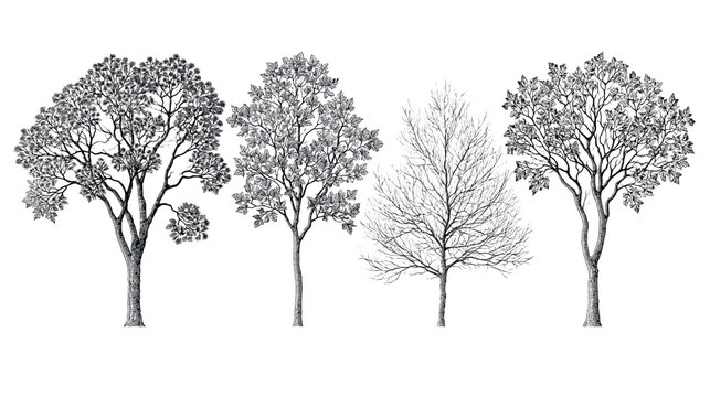 Isolated artistic illustration set of four hand-drawn trees in various seasonal forms.
