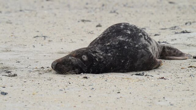 Kegelrobbe (Halichoerus grypus), liegt am Sandstrand, Winter, Helgoland, D&uuml;ne, Nordsee, Insel, Schleswig-Holstein, Deutschland