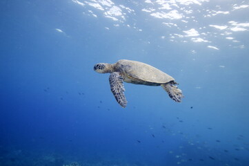 Green sea turtle swimming over a coral reef near Hawaii © willtu
