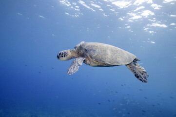 Green sea turtle swimming over a coral reef near Hawaii © willtu