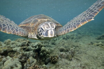 Green sea turtle swimming over a coral reef near Hawaii © willtu