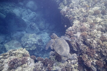 Green sea turtle swimming over a coral reef near Hawaii © willtu
