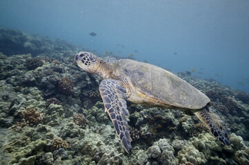 Green sea turtle swimming over a coral reef near Hawaii © willtu