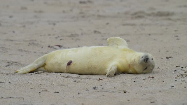 Kegelrobbe (Halichoerus grypus), Jungtier mit Lanugofell liegt am Sandstrand und ruht sich aus, Winter, Helgoland, D&uuml;ne, Nordsee, Insel, Schleswig-Holstein, Deutschland