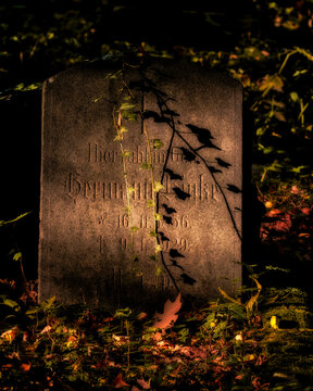 Ancient stone headstone draped with a climbing ivy vine in a sunlit autumn graveyard. Weathered stone texture with soft leaf shadows.   