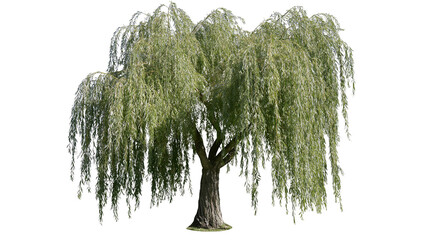 Isolated weeping willow tree with elegant drooping branches and lush green foliage, beautiful nature © ROCKETX
