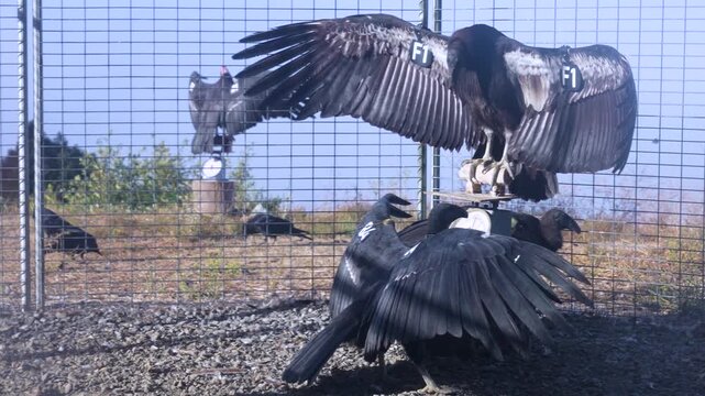 California condors interacting with wings spread at a feeding perch