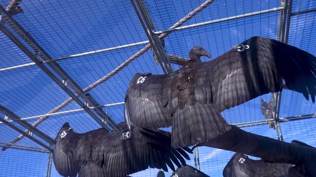 California condor spreading its wings wide in the sun
