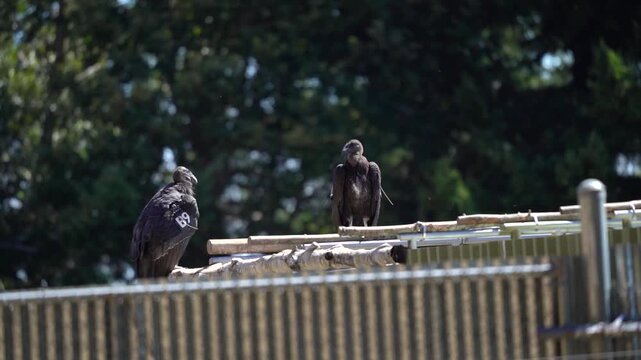 Two young California condors perched side by side