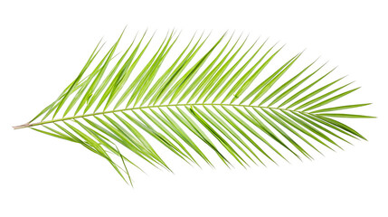 Isolated fresh vibrant green palm tree leaf frond detail, ready for tropical designs © ROCKETX