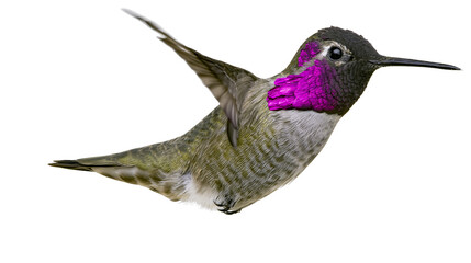 Isolated Anna's hummingbird with vibrant magenta throat and head feathers in graceful flight action © ROCKETX