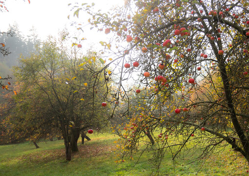 apple tree in spring time