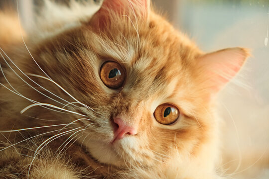 Close-up portrait of ginger tabby cat with amber eyes