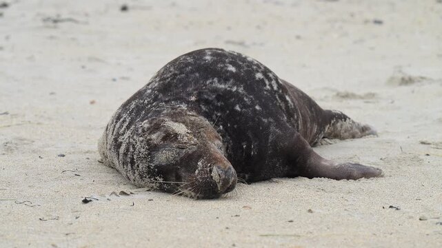 Kegelrobbe (Halichoerus grypus), liegt am Sandstrand, Winter, Helgoland, D&uuml;ne, Nordsee, Insel, Schleswig-Holstein, Deutschland