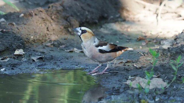 Hawfinch male (Coccothraustes coccothraustes) drinking from a pond during summer