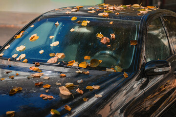 Dry autumn leaves scattered on black car windshield and hood. Close-up of golden and brown fallen...