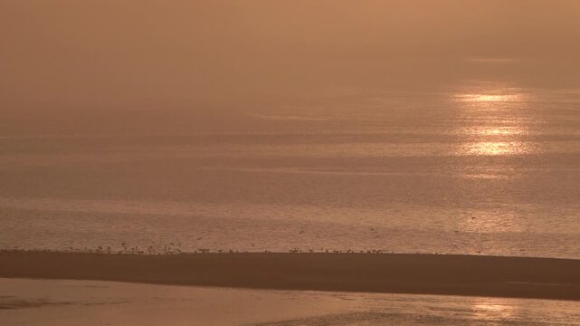 Seagulls fly over the water's edge and land on the beach during an atmospheric sunrise &ndash; slow motion. I filmed these scenes from the dunes near the Westplaat on the Maasvlakte