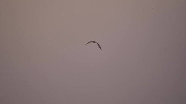 A seagull glides peacefully by in the atmospheric morning light at sunrise - slow motion. I filmed these scenes from the dunes near the Westplaat on the Maasvlakte