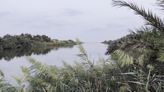 View of the Alexander River (Nahal Alexander), also known as Wadi Zeimar, through dense reeds growing along its banks near Netanya, Israel.