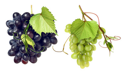 Fototapeta premium Grapes of different varieties against transparent background