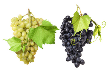 Fototapeta premium Grapes of different varieties against transparent background