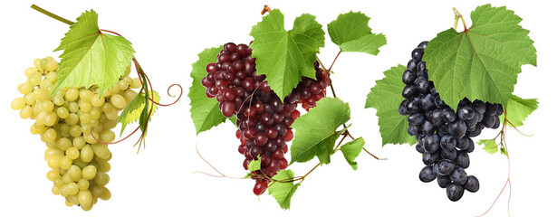 Fototapeta premium Bunches of red, green and black grapes against transparent background, set
