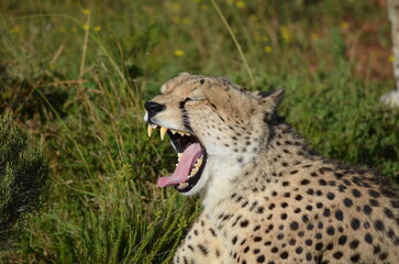 Adult African cheetah yawning with open mouth showing sharp teeth at Shamwari Private Game Reserve.  © Michael
