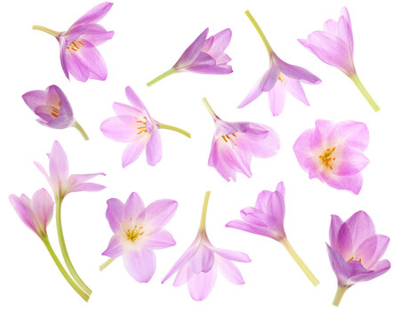 Beautiful crocus flowers isolated on white, set