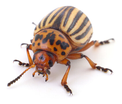 Colorado potato beetle Leptinotarsa decemlineata insect macro isolated on white background