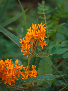 Grasshopper perched on bright orange butterfly weed milkweed flowers surrounded by natural green garden foliage