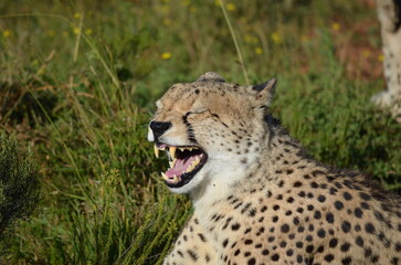 Adult African cheetah yawning with open mouth showing sharp teeth at Shamwari Private Game Reserve.  © Michael