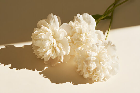 A still life of fresh white peonies on a cream background, enhanced by sunbeam shadows