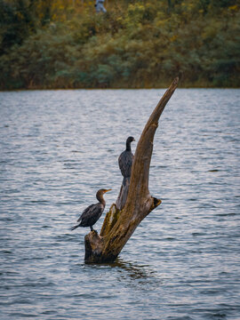 Two cormorants perched on a weathered dead tree stump submerged in calm water with lush autumn foliage in background