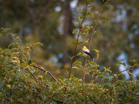 American goldfinch perched high on leafy tree branches in a soft natural outdoor environment