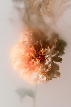 Smoke selected a soft focus autumn beige chrysanthemum aster flower, rendered through translucent frosted glass. The natural image features a blurred grain, light fog, and a blurred background.