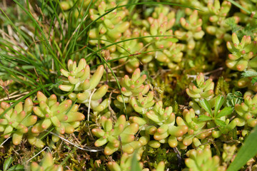 Fototapeta premium Close up of vibrant green White stonecrop succulent plants, Sedum album growing naturally outdoors in soil surrounded by fresh grass blades during spring