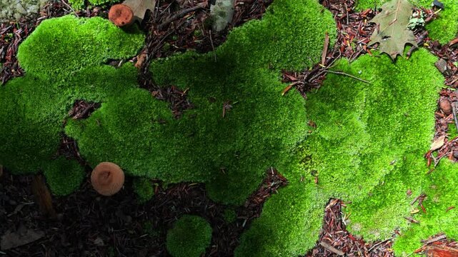 Dense cushions of white moss, genus family Leucoorcein, class phylum Bryophyta.