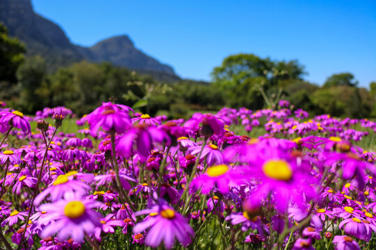 Vibrant Purple Daisy Flowers in Cape Town