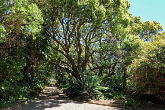Tree-Lined Garden Path in Cape Town
